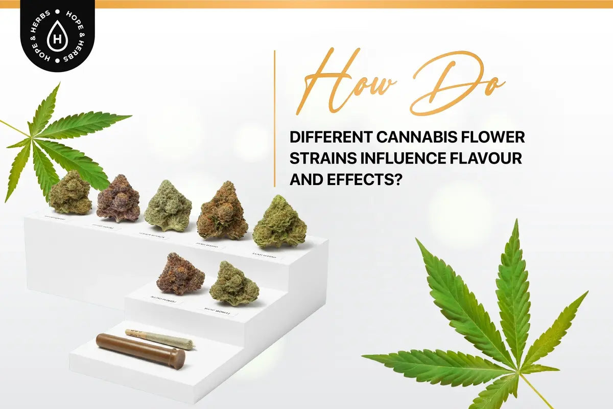 How Do Different Cannabis Flower Strains Influence Flavour and Effects? | Hope and Herbs