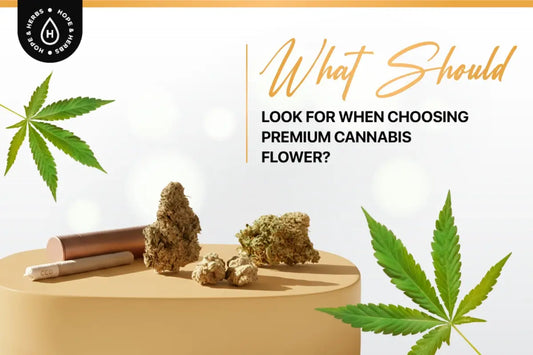 What Should You Look for When Choosing Premium Cannabis Flower? | Hope and Herbs