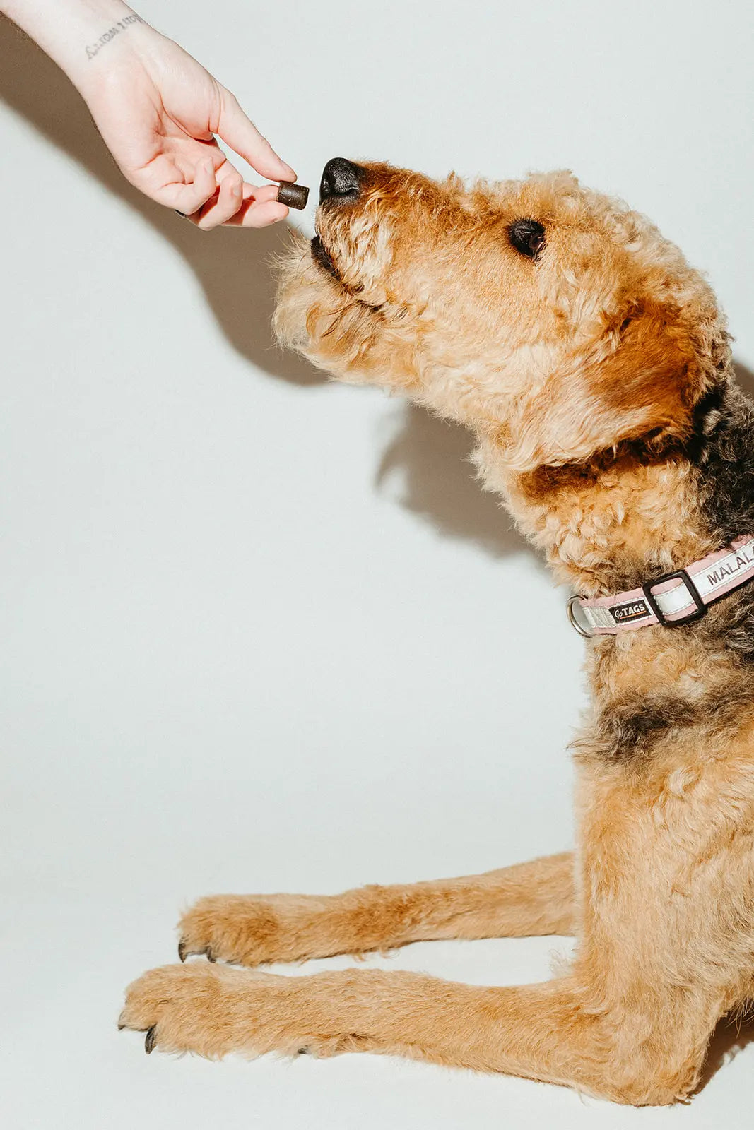 3mg Beef Flavored Dog Treats - CBD Products |Hope and Herbs