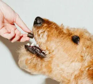 3mg Beef Flavored Dog Treats  - CBD For Pets | Hope and Herbs