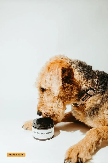 Beef Flavored Dog Treats_hopeandherbs