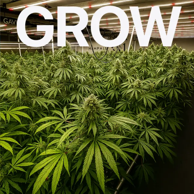 Copilot_20250731_073907_1_2