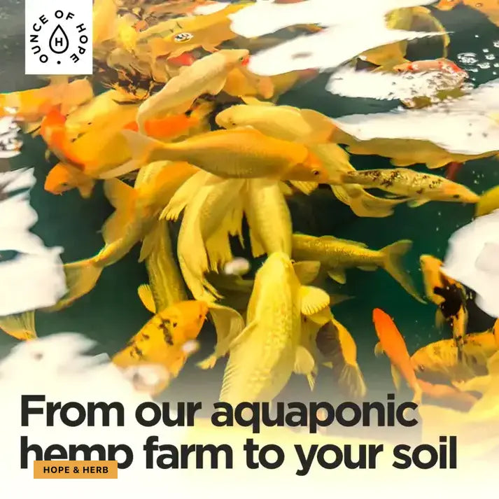 Fishoop_hopeandherbs